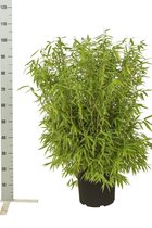 10 stuks | Fargesia 'Jumbo' Pot 60-80 cm - Groeit breed uit - Snelle groeier - Zeer winterhard