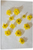 Dibond - Gele Geplukte Bloemen op Witte Achtergrond - 80x120cm Foto op Aluminium (Met Ophangsysteem)