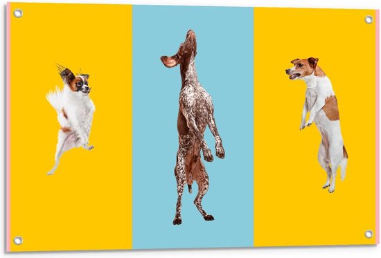 Tuinposter – Honden in Blauw/Gele Honden - 90x60cm Foto op Tuinposter  (wanddecoratie voor buiten en binnen)