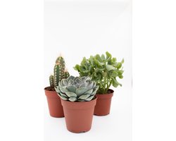 Cactus interieur complete deal pot Ø12cm cactus en vetplant mix