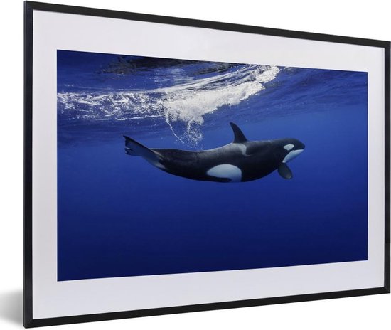 Photo en cadre - Orca en cadre photo eau claire noir avec passe-partout  blanc 40x60