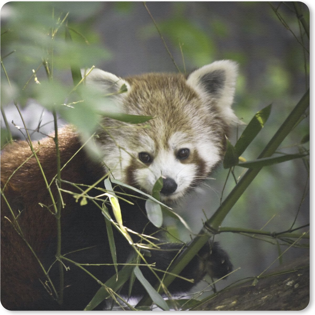 Muismat 20x20 cm - Mousepad Rode Panda - Takken - Groen - Muismatten