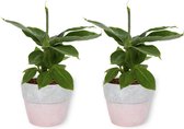 2x Kamerplant Musa Tropicana - Bananenplant - ± 30cm hoog - 12cm diameter - in roze betonnen pot