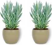 2x Kamerplant Senecio Curio Mount Everest - ± 25cm hoog – 12 cm diameter - in groene pot