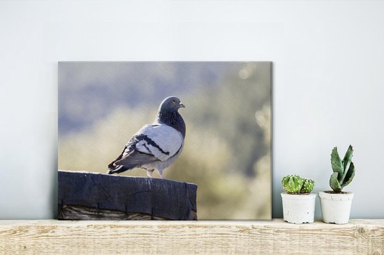 Pigeon rocher sur poutre en bois Toile 40x30 cm - petit - Tirage photo sur toile (Décoration murale salon / chambre)