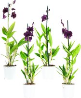 Plantjescoren.nl 4x Dendr Sa-nook Thailand Black orchidee 60 cm paars ↕ 60 cm Pot Ø 11 cm