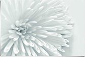 Poster Witte bloem