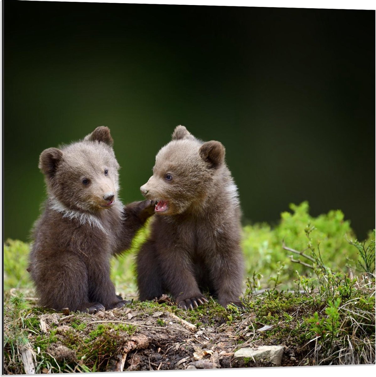 Dibond - Schattige Baby Beren - 80x80cm Foto op Aluminium (Met Ophangsysteem)