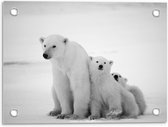 Tuinposter – Drie Knuffelende IJsberen  - 40x30cm Foto op Tuinposter  (wanddecoratie voor buiten en binnen)