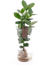 Kamerplant van Botanicly – Varkensboom incl. designe glas als set – Hoogte: 60 cm – Clusia