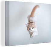 Canvas Schilderij Springende kitten - 80x60 cm - Wanddecoratie