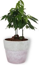 Kamerplant Castanospermum Australe - Australische Kastanje - ↕ ± 25cm - Ø 12cm - in betonnen lila pot