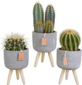 Cactus mix in betonpot op 3 pootjes | 3 stuks | Ø 10,5 cm | ↕ 16-21 cm