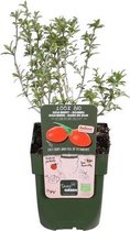 Lycium Barbarum Instant Succes - Biologische Gojibes - Set van 2 Bio fruitheesters - ↑ 30-60cm - Ø 12cm