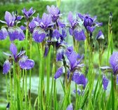 6x iris de Sibérie (Iris sibirica ' Blue King') - pot P9 (9x9)