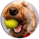 Dibond Wandcirkel - Blonde Labradoodle Hond met Tennisballetje - 30x30cm Foto op Aluminium Wandcirkel (met ophangsysteem)