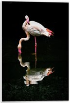 Forex - Flamingo met Weerspiegeling in Water - 40x60cm Foto op Forex