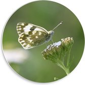 Forex Wandcirkel - Groene met Witte Vlinder en Bloem - 30x30cm Foto op Wandcirkel (met ophangsysteem)