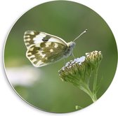 Forex Wandcirkel - Groene met Witte Vlinder en Bloem - 40x40cm Foto op Wandcirkel (met ophangsysteem)
