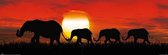 Poster Sunset Elephants 91,5x30,5cm