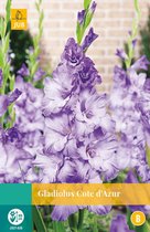 2 stuks Gladiolus Cote D Azur 5 bollen