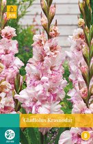 2 stuks Gladiolus Krasnodar 5 bollen