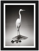 Foto in frame , Reiger , 3 maten , Zwart wit , wanddecoratie , Premium print