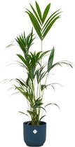 Trendyplants - Kentia palm inclusief elho Vibes Fold Round blauw - 160 cm - Ø30cm