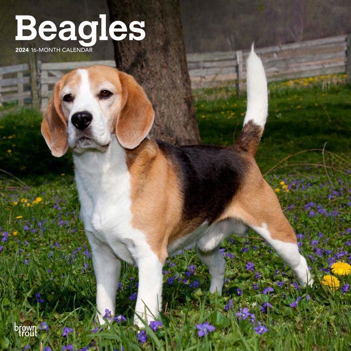 Beagle Kalender 2024