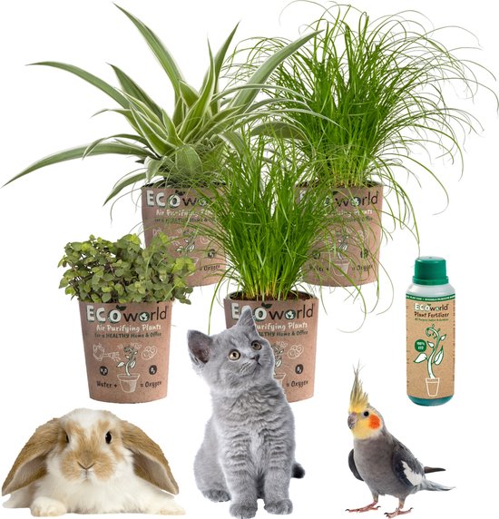 vdvelde.com - Kattengras Cyperus - Schildpadplant Callisia Repens - Graslelie / Zebragras Chlorophytum Comosum - Dieren Kamerplant Set - Ø12 cm - Hoogte 30-40 cm in Eco Potten + Kamerplanten voeding