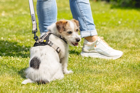 Een klein, wit met bruin gevlekt hondje in een zwart tuigje, zittend in het gras, naast een persoon met een spijkerbroek.