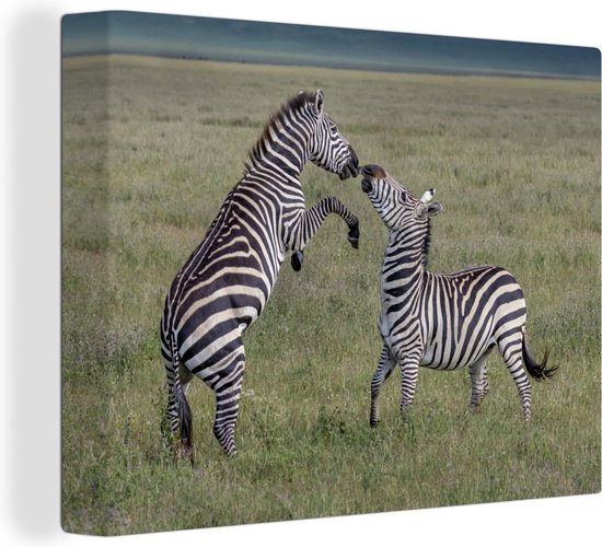 Canvas Schilderij Spelende zebras - Wanddecoratie