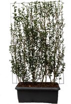 Haag – Haagliguster (Ligustrum ovalifolium) – Hoogte: 180 cm – van Botanicly