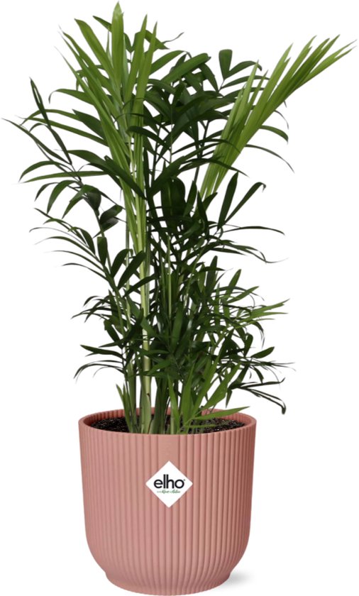 Chamaedorea Elegans | Mexicaanse Bergpalm - Tuincentrum Kolbach