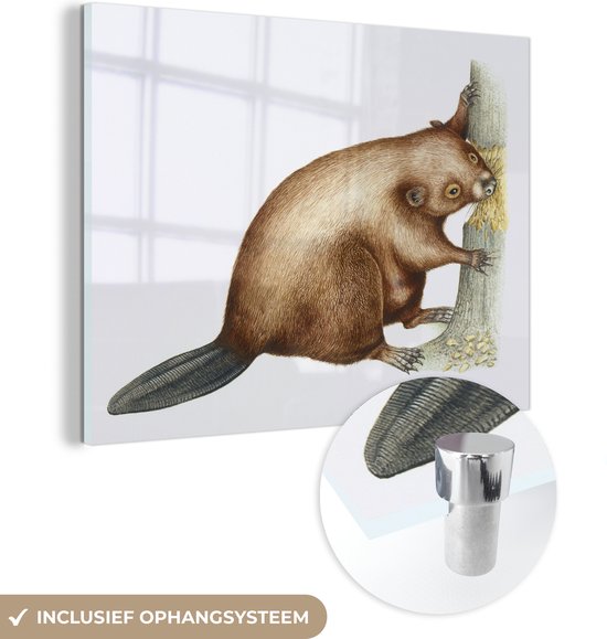 MuchoWow® Glasschilderij 120x90 cm - Schilderij acrylglas - Illustratie knagende bever - Foto op glas - Schilderijen