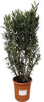 Nerium Oleander struik - Potmaat 40cm - Hoogte 180cm