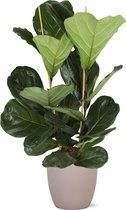 Groene plant – Vioolplant (Ficus Lyrata) met bloempot – Hoogte: 115 cm – van Botanicly