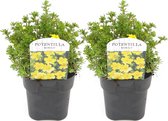 Plant in a Box - Set van 2 Potentilla Kobold - Pot 17cm - Hoogte 20-30cm - Potentilla fruticosa