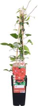 Klimplant – Clematis (Clematis Rouge Cardinal) – Hoogte: 65 cm – van Botanicly