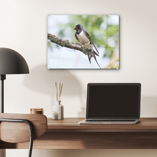 Une hirondelle rustique pose sur une branche Plexiglas 40x30 cm - petit - Tirage photo sur Glas (décoration murale plexiglas)