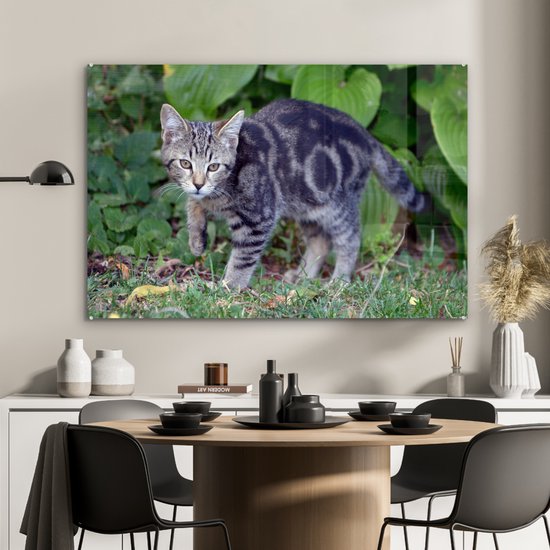 Verre de jeune chat domestique 90x60 cm - Tirage photo sur verre (décoration murale en plexiglas)