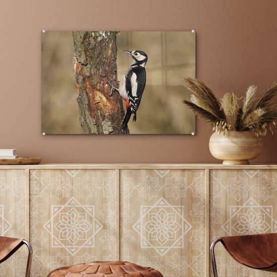 Un grand pic tacheté en automne Plexiglas 60x40 cm - Tirage photo sur Glas (décoration murale plexiglas)