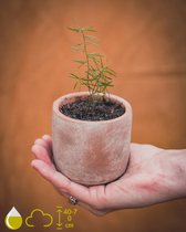 Asparagus Densiflorus Mazeppa Kweeksetje - Grow Your Ownn