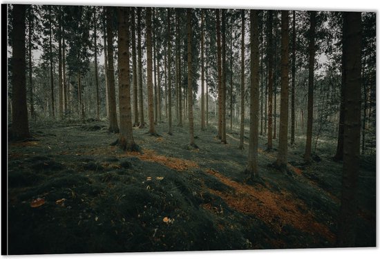 Dibond -Rijen Bomen- Foto op Aluminium (Met Ophangsysteem)