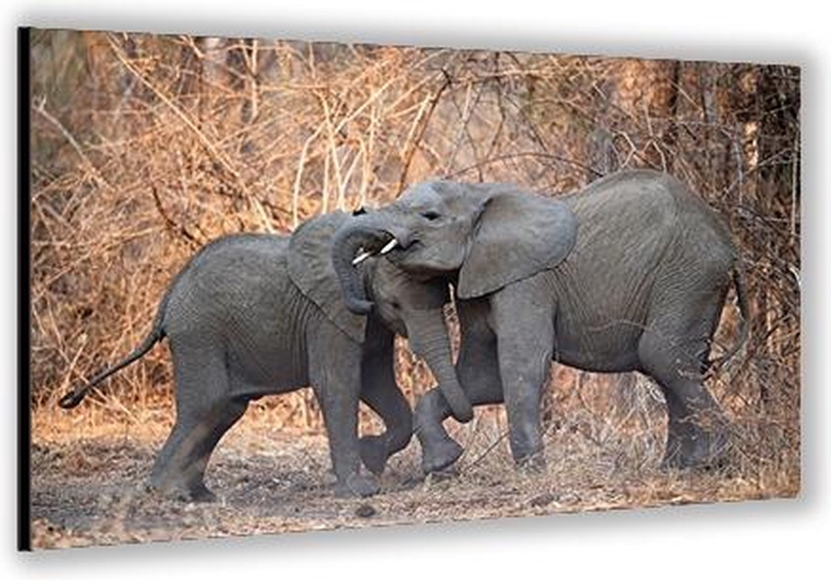 KuijsFotoprint - Schilderij - Zuid-afrikaanse Baby Olifantjes - Bruin En Grijs - 40 X 60 Cm