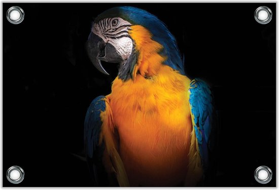 Tuinposter –Blauwgele Ara op Zwarte Achtergrond– 120x80 Foto op  Tuinposter | bol.com