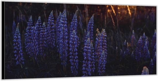 Dibond –Luipine Plant met Zonsondergang– 200x100 Foto op Aluminium (Wanddecoratie van metaal)