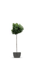 Bolamberboom | Liquidambar styraciflua Gumball | Stamomtrek: 5-7 cm | Stamhoogte: 200 cm