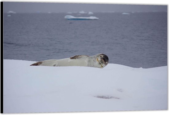 Dibond -Zeehond in Foto op Aluminium (Wanddecoratie van metaal)