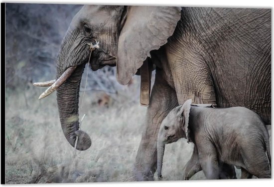 Dibond –Moeder met Baby Olifant -40x30 Foto op Aluminium (Wanddecoratie van metaal)